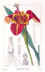 Tiger flower or Peacock flower
